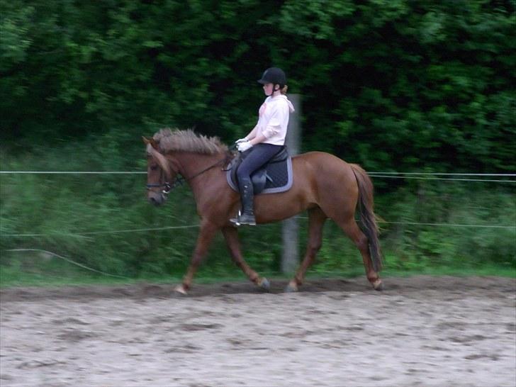 Anden særlig race Barcardi - Dressur i spring sadlen  :) FOTO ; cause billede 12