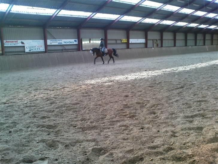 Anden særlig race Lacuna Coil - solgt. billede 7