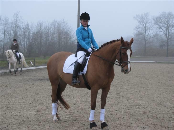 Dansk Varmblod Fiona-Wi - Opvarmning til LC2, Taget af min mor :P billede 11