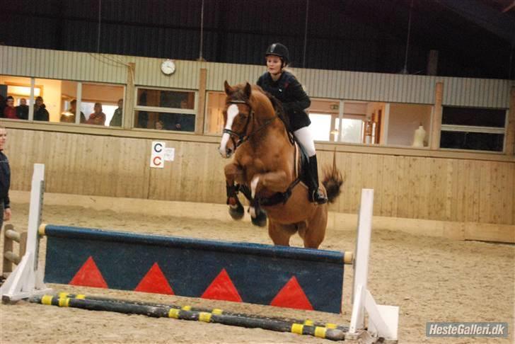 Dansk Varmblod Fiona-Wi - På banen til vores første springstævne, Taget af Helena  billede 12