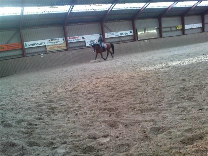 Anden særlig race Lacuna Coil - solgt. billede 8