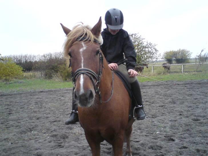 Anden særlig race Lukas  billede 13