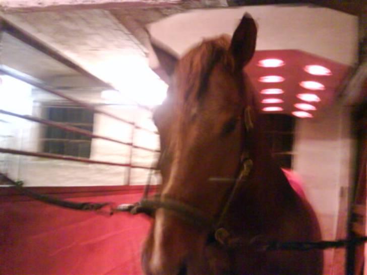 Anden særlig race Lukas  billede 15