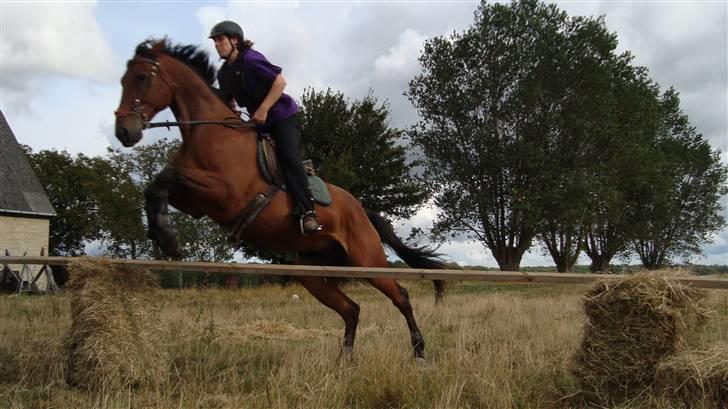 Traver avalon billede 9