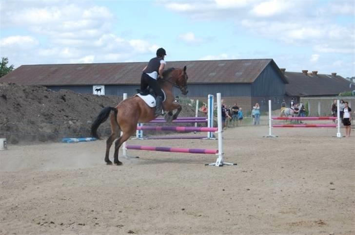 Oldenborg Elvina (Marmelade) - Første springstævne billede 9