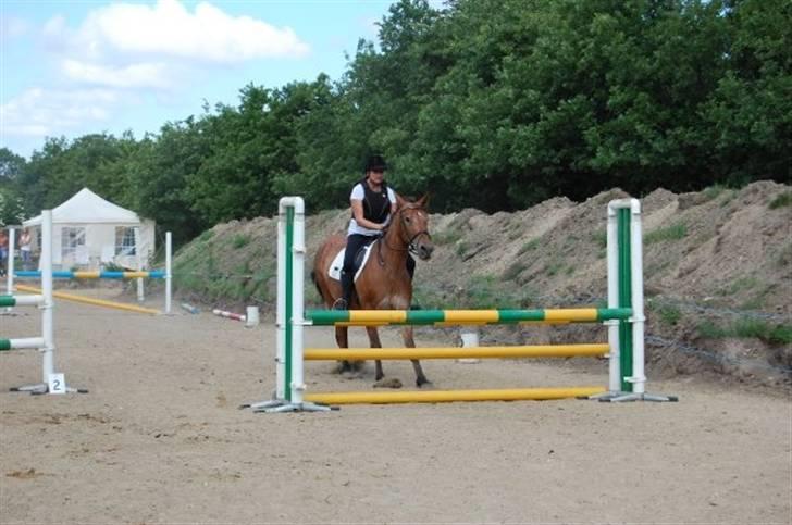 Oldenborg Elvina (Marmelade) - spring billede 10