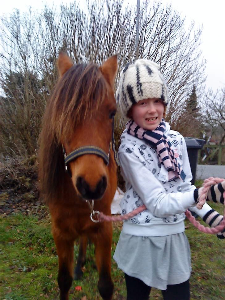 Kaspisk hest Rosmear Arad billede 9