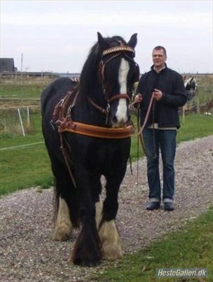 Irish Cob Sir Elton - Micael træner Elton i Sele og liner for første gang billede 15