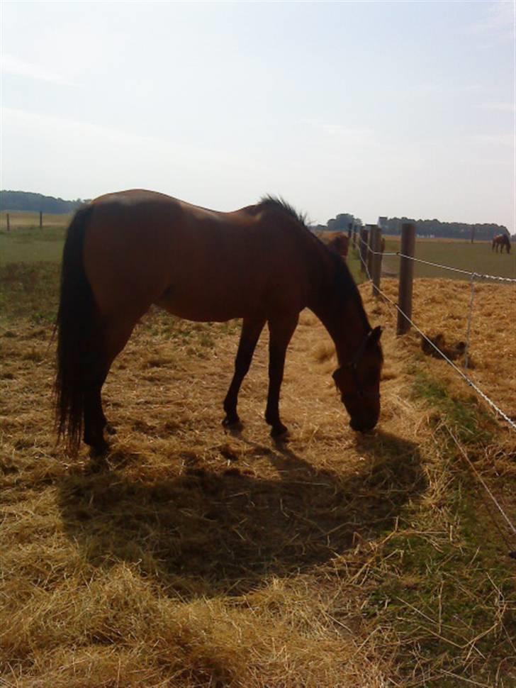 Traver barney *rider* billede 8