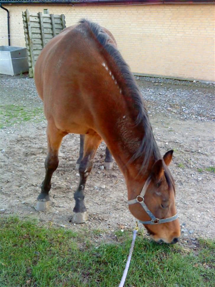 Traver barney *rider* billede 9