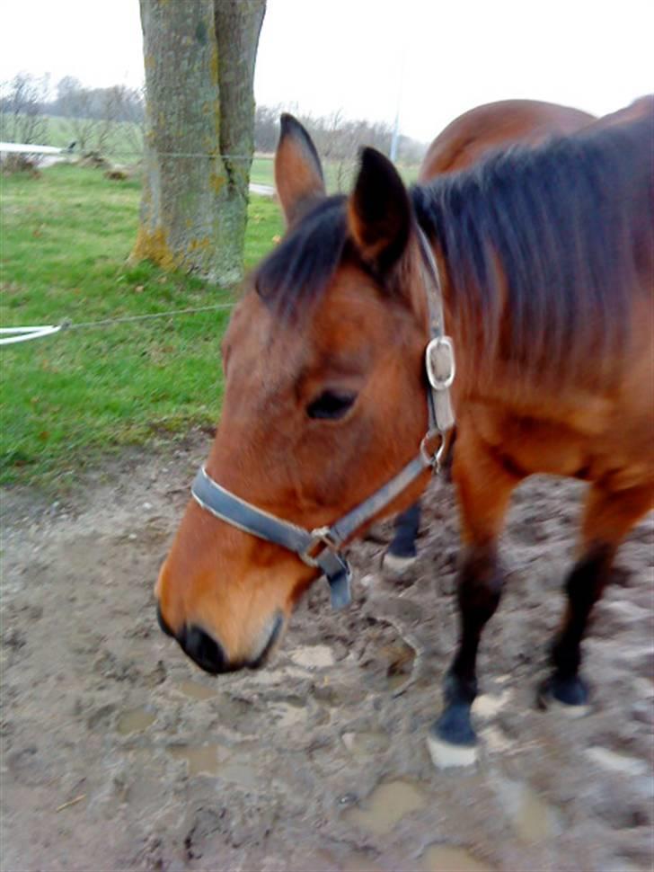 Traver barney *rider* billede 10