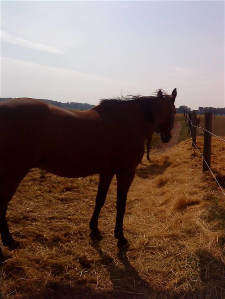 Traver barney *rider* billede 11