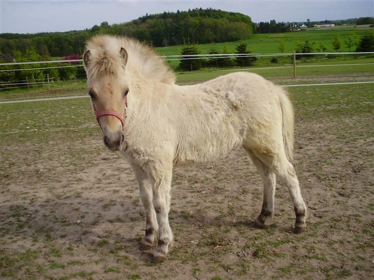 Anden særlig race • Daisy billede 1