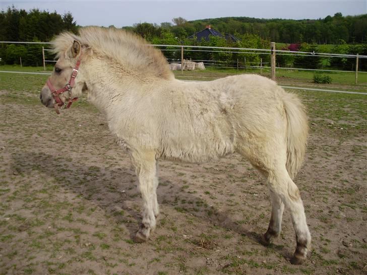Anden særlig race • Daisy billede 2