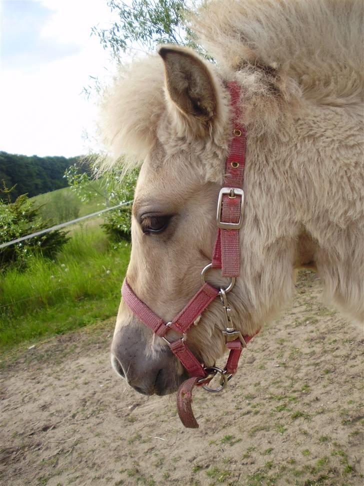 Anden særlig race • Daisy billede 3