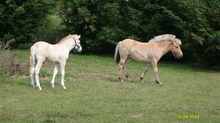 Anden særlig race • Daisy billede 4