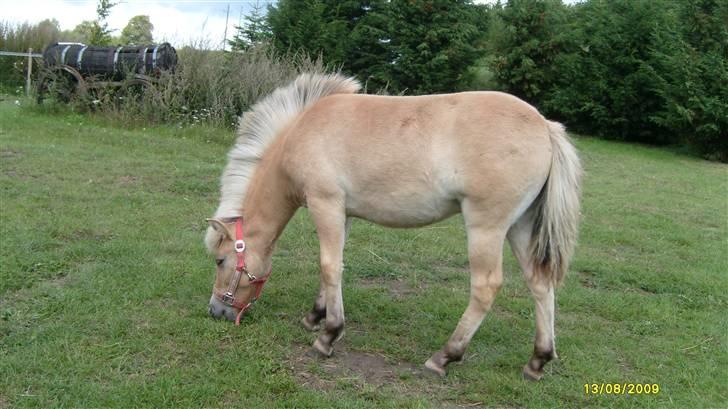 Anden særlig race • Daisy billede 5