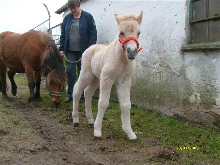 Anden særlig race • Daisy - Som lille bitte baby! 1 dag gammel! :´) billede 6