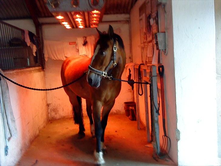 Welsh Cob (sec D) Monty(hannibal) SOLGT! s; - Velkommen :D Pony skulle lige blive tør :D billede 1