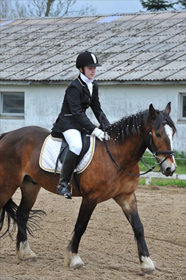 Welsh Cob (sec D) Monty(hannibal) SOLGT! s; - Et vellykket program :D 1.plads :D billede 3