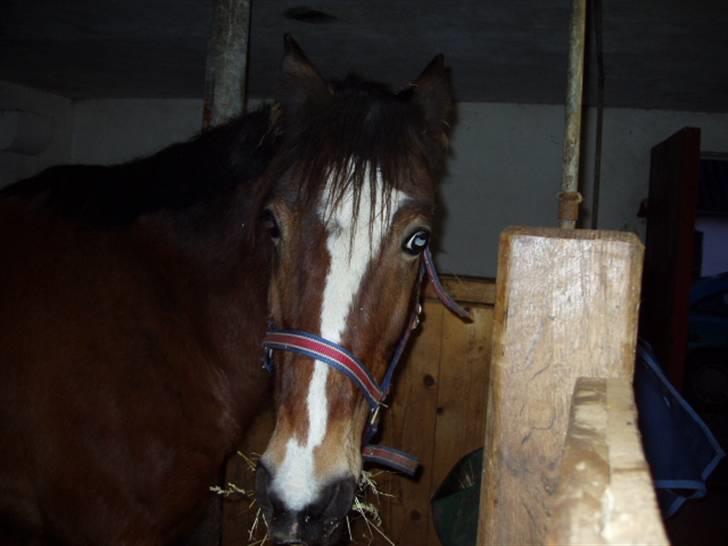 Welsh Cob (sec D) Monty(hannibal) SOLGT! s; - BUH! Der blev du bange (: billede 4
