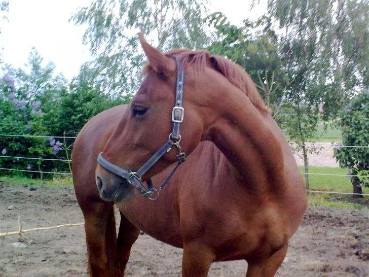 Frederiksborg Grethe Kolbe billede 1