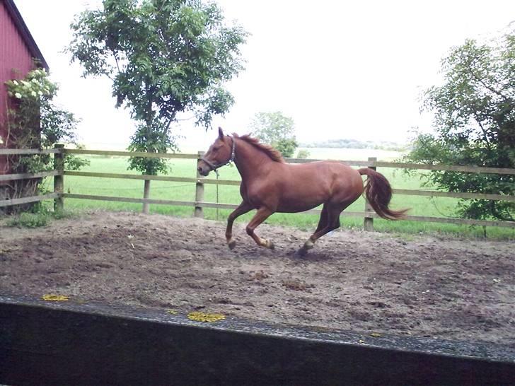 Frederiksborg Grethe Kolbe billede 4