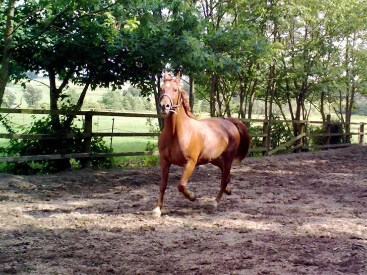 Frederiksborg Grethe Kolbe billede 5