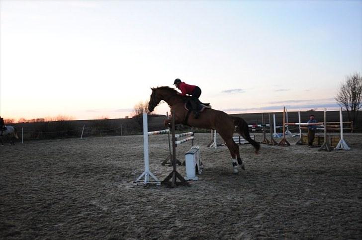 Belgisk varmblod Excalibur Drum "U" VH - spring hjemme <3 billede 1