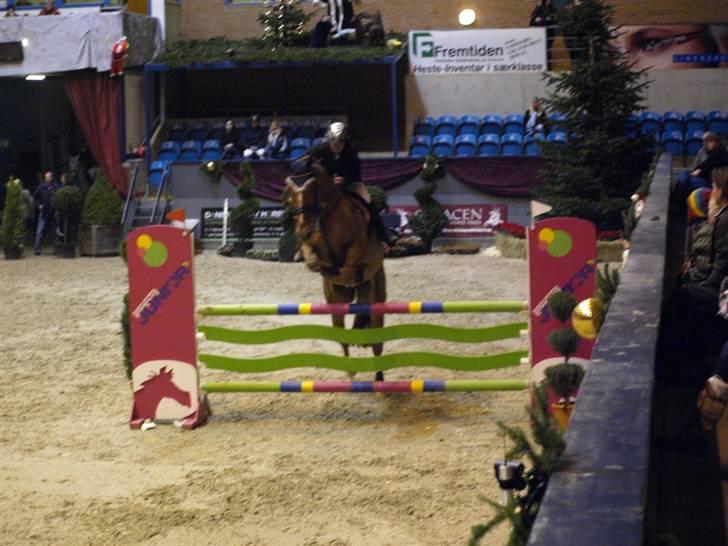 Belgisk varmblod Excalibur Drum "U" VH - Danish Christmas Show billede 2
