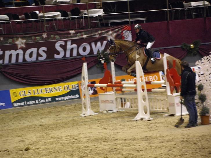 Belgisk varmblod Excalibur Drum "U" VH - Danish Christmas Show billede 3