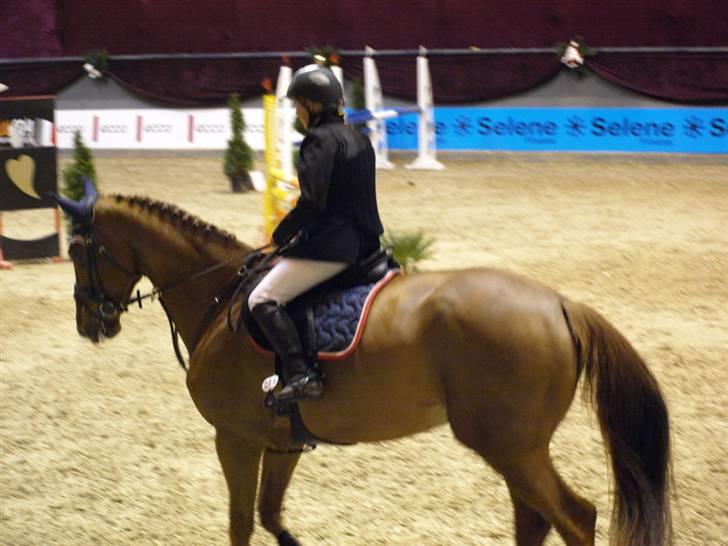 Belgisk varmblod Excalibur Drum "U" VH - Danish Christmas Show billede 4