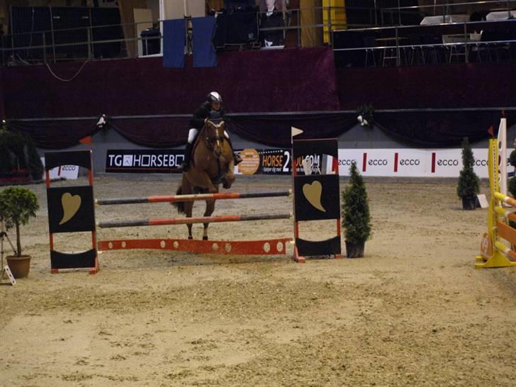 Belgisk varmblod Excalibur Drum "U" VH - Danish Christmas Show billede 5