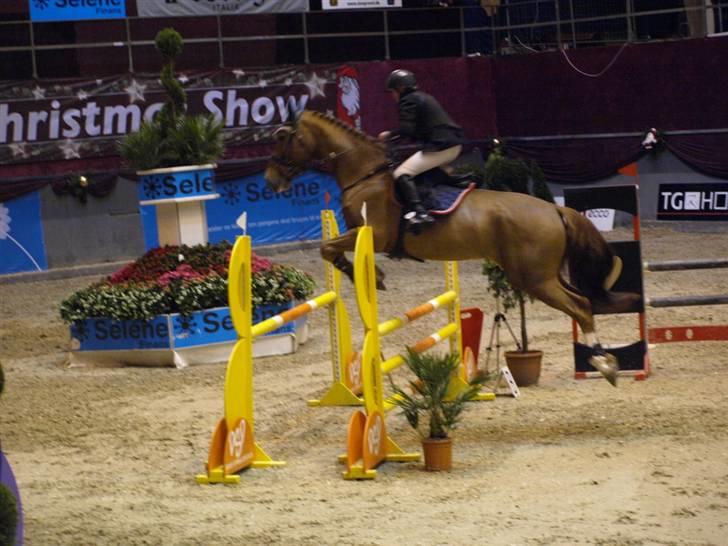 Belgisk varmblod Excalibur Drum "U" VH - Danish Christmas Show billede 6
