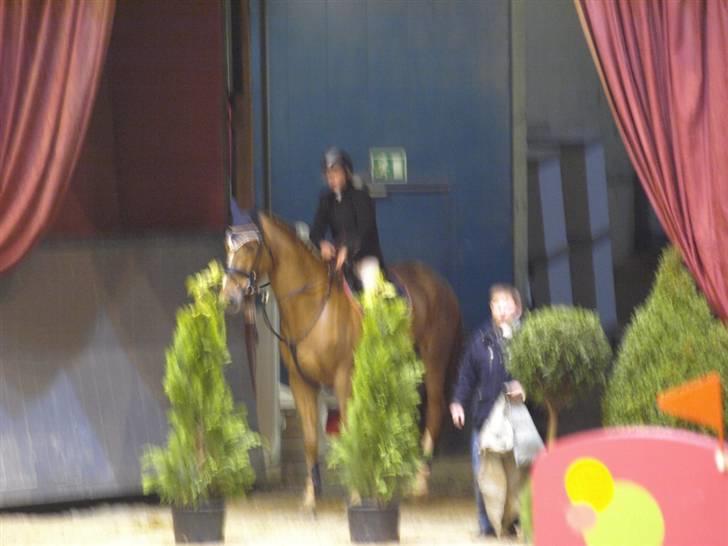 Belgisk varmblod Excalibur Drum "U" VH - Danish Christmas Show billede 7