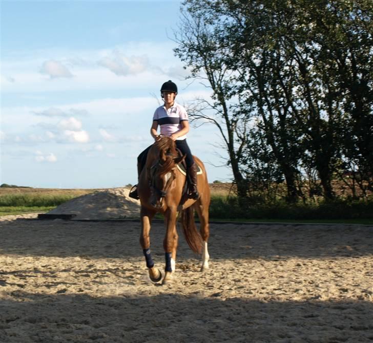 Belgisk varmblod Excalibur Drum "U" VH - Hjemme på ferie<3 billede 8