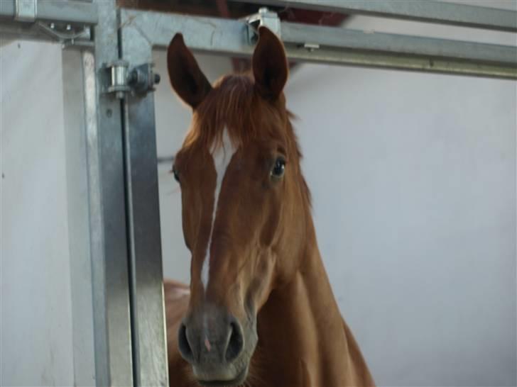 Belgisk varmblod Excalibur Drum "U" VH - Hjemme på ferie<3 billede 9