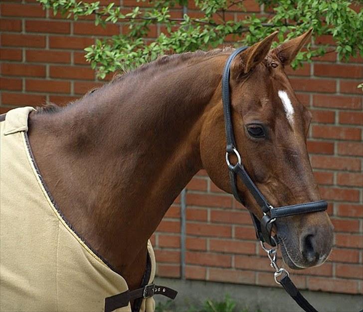 Tysk Sportspony Nerle solgt billede 1