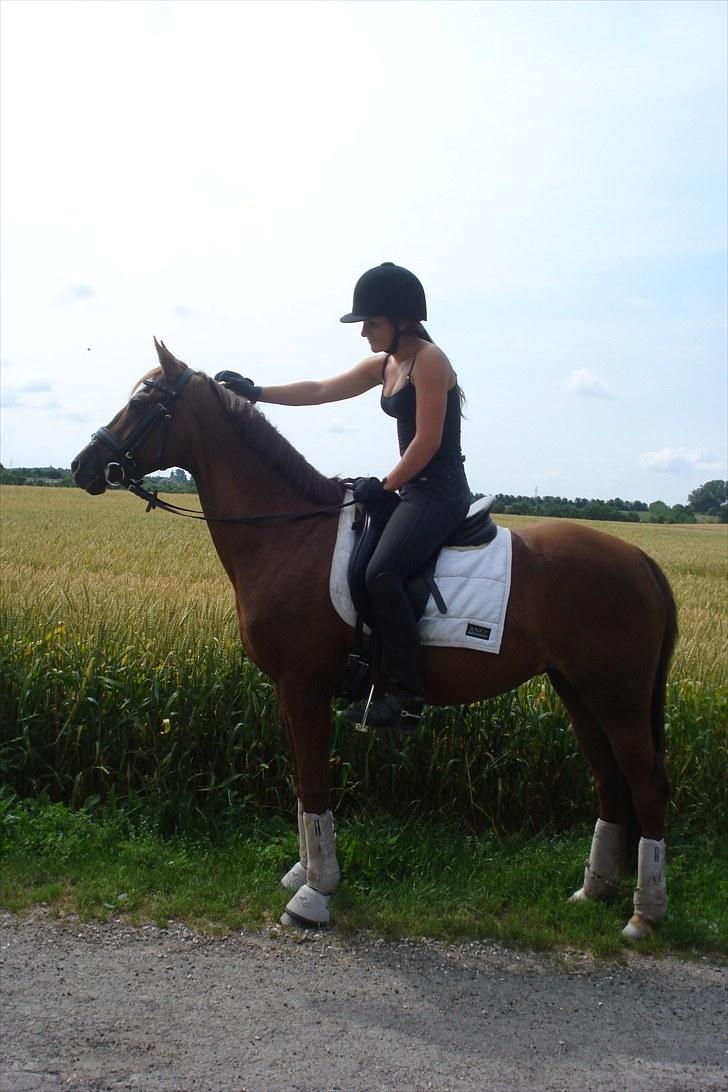 Tysk Sportspony Nerle solgt billede 2