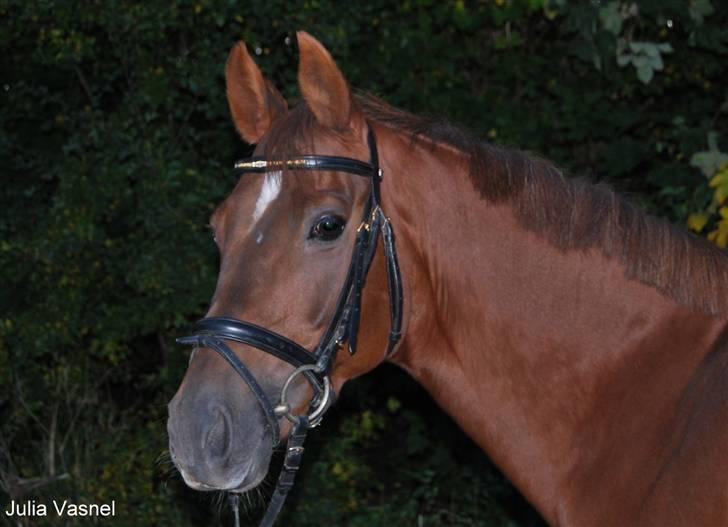 Tysk Sportspony Nerle solgt billede 3