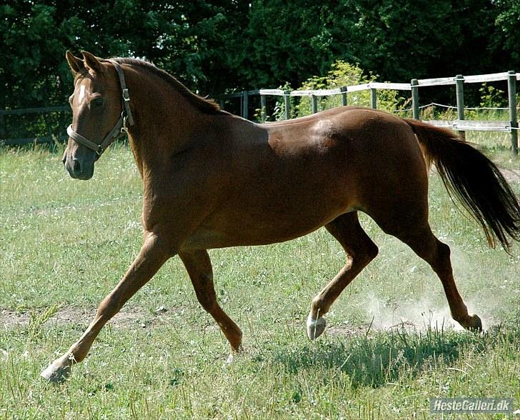 Tysk Sportspony Nerle solgt billede 5