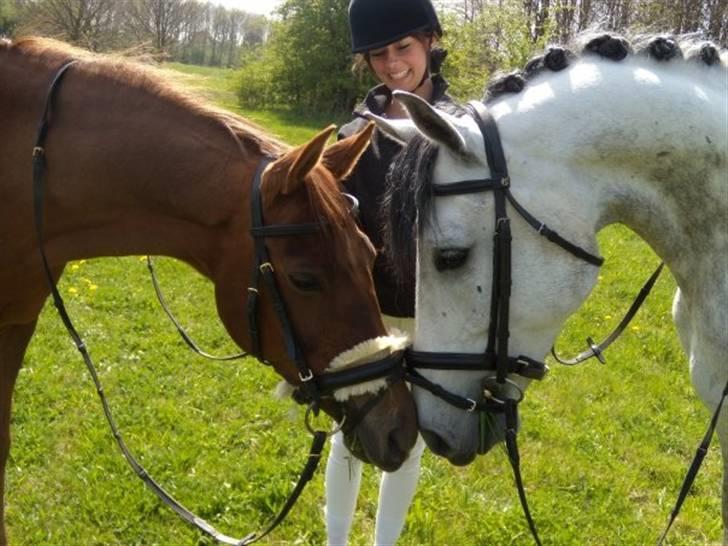 Tysk Sportspony Nerle solgt billede 6