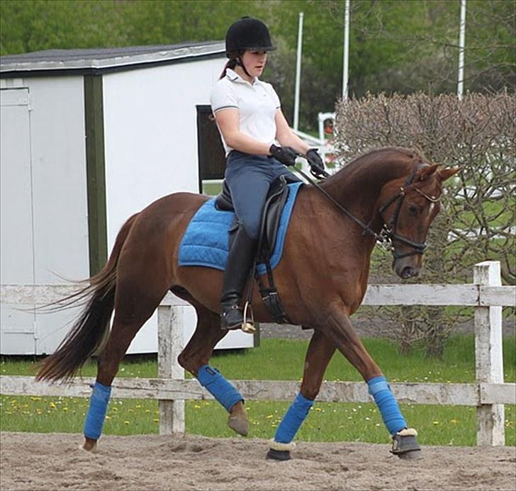 Tysk Sportspony Nerle solgt billede 7