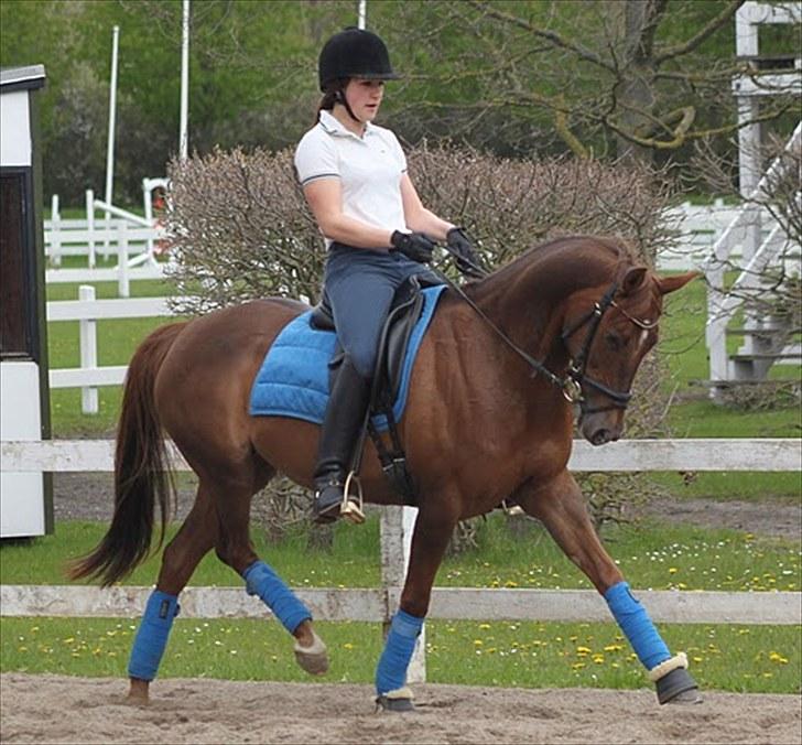 Tysk Sportspony Nerle solgt billede 8