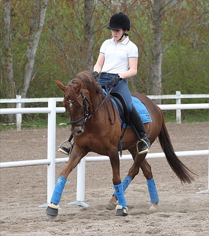 Tysk Sportspony Nerle solgt billede 9