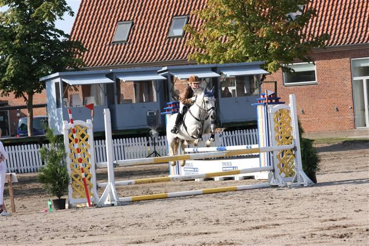 Hollandsk Sportspony Antonio - 14: LB en måned efter :D <3 billede 13