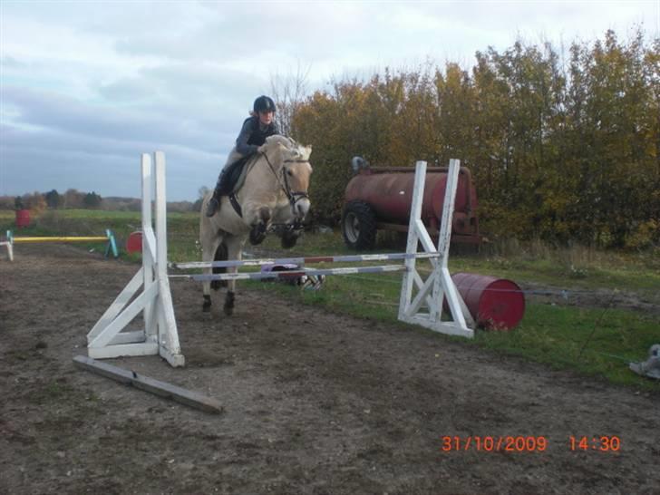 Fjordhest Loet Basland *mit alt<3* billede 14