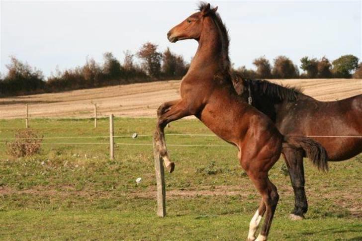 Dansk Varmblod Skovbogaards Camilo billede 2