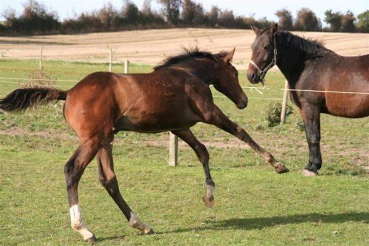 Dansk Varmblod Skovbogaards Camilo billede 4