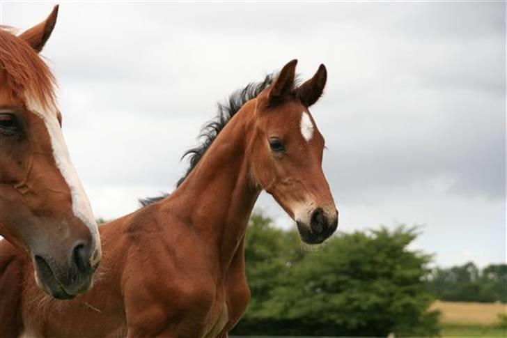 Dansk Varmblod Skovbogaards Camilo billede 5